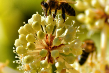 Changement climatique et perte de biodiversité : deux réalités indissociables pour maîtriser le risque financier - Credit photo: IÉSEG.