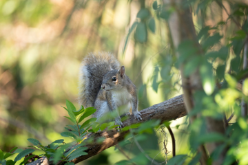 Les écureuils militent contre la destruction des arbres et des zones boisées. Crédits : iStock