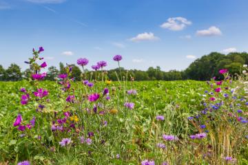 Pour les signataires de cet appel, les acteurs de l'ESS doivent se mobiliser pour une agriculture plus durable, respectueuse de la biodiversité et de la santé humaine. Crédit : Hilda Weges. 