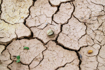 COP 16 sur la désertification : les revendications des ONG environnementales