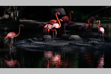 Parc de Branféré, 60 ans au service du vivant et de la biodiversité