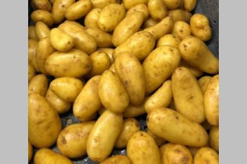 Une initiative innovante pour valoriser 270 tonnes de pommes de terre