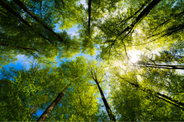 Une « tournée des forêts en danger » en faveur d’une gestion des forêts plus responsable 