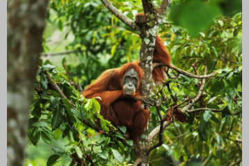 +19 % de dons en ligne pour la Sumatran Orangutan Society : comment l'association a boosté sa collecte de dons