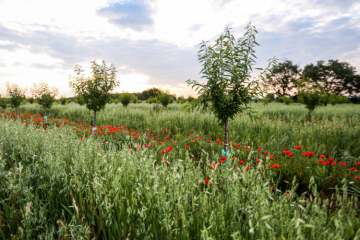 SWEN Capital Partners, une société de gestion à impact qui fait germer des solutions durables