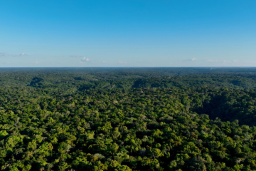 Société générale, Crédit agricole, BNP Paribas, BPCE : des ONG dénoncent la « complicité des banques » dans la déforestation  