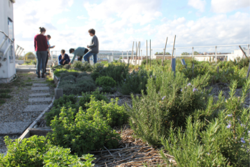 Evaluation de la biodiversité générée par les toitures végétalisées en milieu urbain : découvrez l’étude menée par la Fondation AgroParisTech 