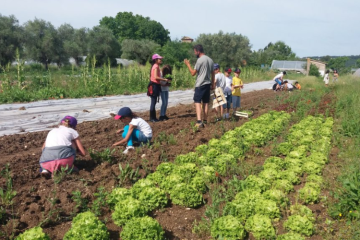 À Mouans-Sartoux, dans les Alpes-Maritimes, la commune a créé une ferme municipale qui emploie trois agriculteurs et permet aux cantines de proposer des repas 100 % bio. Crédit : Fédération des trucs qui marchent. 
