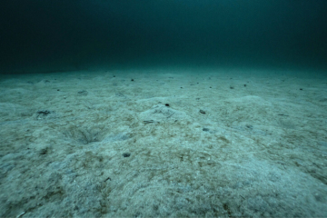 Les grands fonds marins, ces espaces naturels méconnus qui éveillent les convoitises 