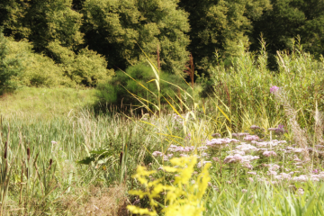 Airbus, LVMH, Société générale… Sur la biodiversité et la nature, les pratiques des grandes entreprises jugées « largement insuffisantes » 