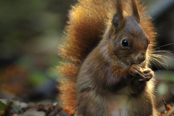 Photo d'un écureuil