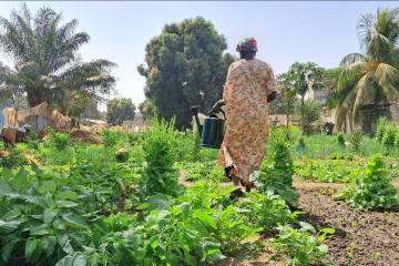 L’agriculture durable comme réponse au défi climatique au Sénégal