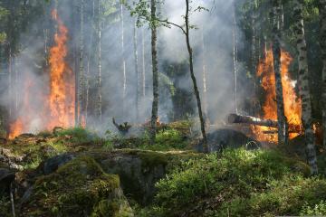 Incendies en Gironde : les bénévoles s'adaptent à l'urgence
