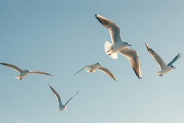 Oiseaux migrateurs : 45 % des espèces seraient en déclin, d'après l'ONG Birdlife