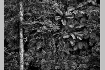 Sebastião Salgado s'installe à la Fondation GoodPlanet