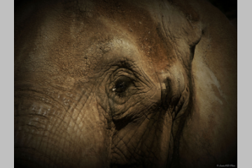 Opération " Je donne mon ivoire " pour sauver des éléphants 