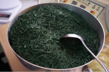 La spiruline fait le buzz !