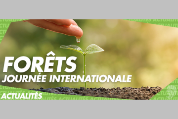 21 mars : la journée internationale des forêts 