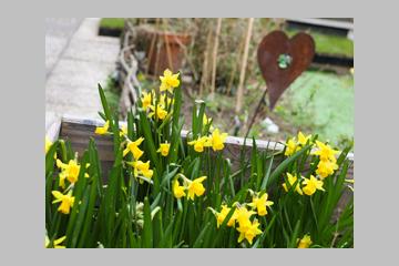 Plantez des jonquilles contre le cancer!