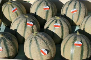 Les melons gagnent le Nord