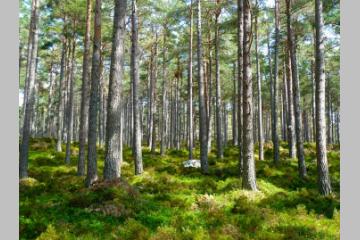 [Journée des forêts] Crédit Agricole Assurances s’engage à planter 500000 arbres