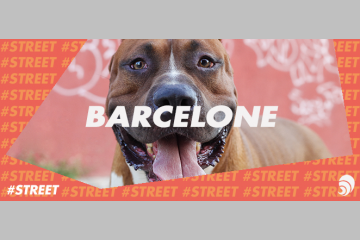 [#STREET] Barcelone sensibilise ses riverains à l'abandon des animaux