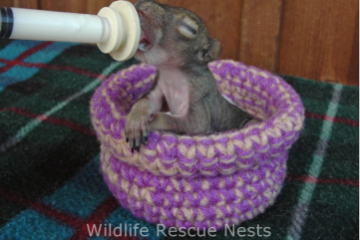 [ANIMAUX] [D'AILLEURS] Wildlife Rescue Nests, des nids pour les animaux blessés