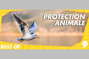 [BEST OF] Comment protéger la race animale ? Les associations répondent !