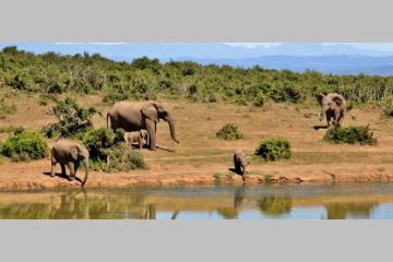 Protéger la biodiversité autrement : WWF s'engage auprès des entreprises