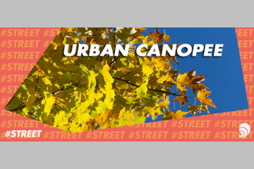 [#STREET] Urban Canopee veut accélérer la végétalisation des villes