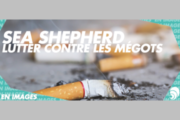 [EN IMAGES] Campagne de Sea Shepherd : les mégots intoxiquent les océans