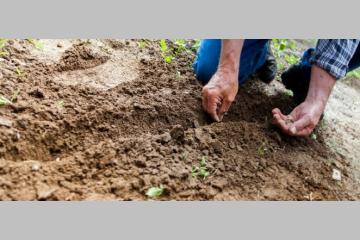 Veni Verdi : des potagers dans la cité