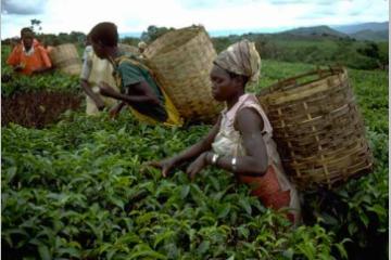 La Fondation Gates subventionne l'agriculture africaine et la recherche médicale