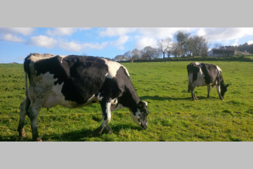 En Direct Des Éleveurs : le nouvel élan des producteurs laitiers