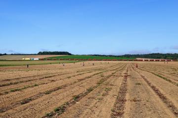 Pertes agricoles : des leviers de réduction selon l'Ademe