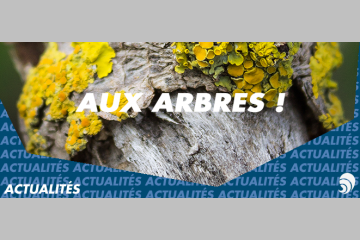 [ENVIRONNEMENT] La Fondation Maisons du Monde lance le mouvement " Aux Arbres ! 