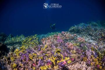 Participez à la protection des océans, adoptez un corail !