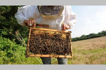 Plus que 13 jours pour aider 30 apiculteurs marocains et leurs familles