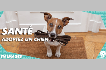 [EN IMAGES] Adopter un chien, c’est bon pour la santé !