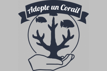 Pour les fêtes, offrez un cadeau original: adoptez un corail avec Coral Guardian