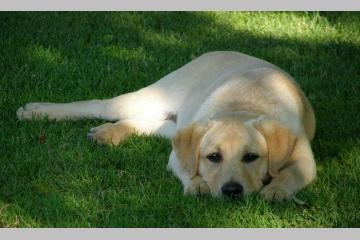 Des internautes se mobilisent pour retrouver le chien d’un SDF