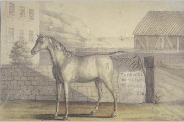 Musée de l'Armée, un crowdfunding historique réussi pour le cheval de Napoléon !