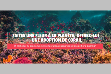 Faites une fleur à la planète, offrez-lui une adoption de corail !