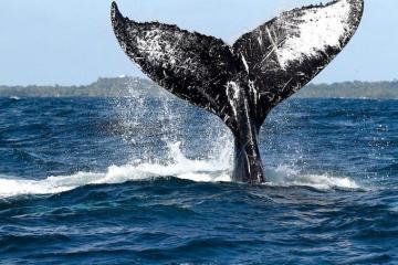 [MERCREDI EN IMAGES] Avec Cetamada, mêler vacances et préservation des baleines!