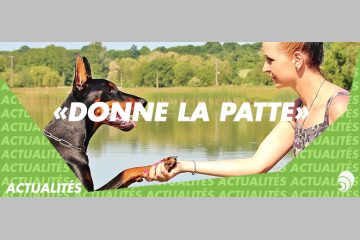 Maxi Zoo lance sa collecte de fonds « Donne la patte », 3e édition