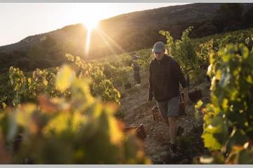 Vigne de Cocagne, la première structure d'insertion par la viticulture