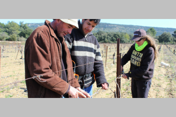 Vigne de Cocagne, un projet entre agroécologie et insertion