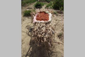Développement de l’agroécologie par l’apprentissage au Sahel.