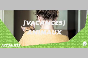 [VACANCES] Abandons des animaux : les associations se mobilisent