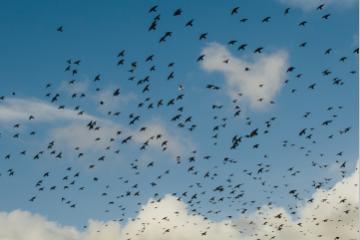 [Appel à vidéos] Deauville Green Awards, le festival du développement durable